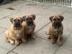 Boerboel Puppies for sale in Los Angeles, CA, USA. price: NA