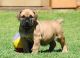 Boerboel Puppies for sale in New York, NY, USA. price: NA