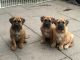 Boerboel Puppies for sale in Georgetown, GA, USA. price: NA