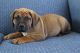 Boerboel Puppies for sale in Canton, OH, USA. price: $950