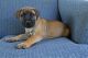 Boerboel Puppies for sale in Canton, OH, USA. price: $450