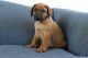 Boerboel Puppies for sale in Canton, OH, USA. price: NA
