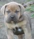 Boerboel Puppies for sale in Cherry Hill, NJ, USA. price: NA