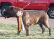 Boerboel Puppies for sale in St. Louis, MO, USA. price: $2,500