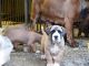 Boerboel Puppies for sale in Washington, DC, USA. price: $475
