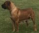 Boerboel Puppies for sale in St Louis County, MO, USA. price: $2,500
