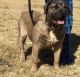 Boerboel Puppies for sale in St Louis County, MO, USA. price: NA