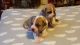 Boerboel Puppies for sale in Seattle, WA, USA. price: NA