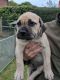 Boerboel Puppies for sale in Massachusetts Ave, Cambridge, MA, USA. price: NA