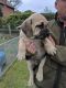 Boerboel Puppies for sale in Los Angeles, CA, USA. price: NA