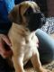 Boerboel Puppies for sale in New York, NY, USA. price: NA