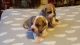 Boerboel Puppies for sale in Atlanta, GA, USA. price: NA