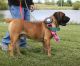Boerboel Puppies for sale in Roy, UT, USA. price: NA