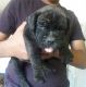 Boerboel Puppies for sale in Edison, NJ, USA. price: $2,000