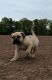 Boerboel Puppies for sale in Beverly Hills, CA 90210, USA. price: NA