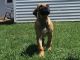 Boerboel Puppies for sale in Crown Point, IN 46307, USA. price: $1,300
