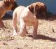 Boerboel Puppies for sale in San Francisco, CA 94133, USA. price: NA