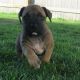 Boerboel Puppies for sale in Crown Point, IN 46307, USA. price: $2,000