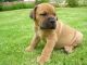 Boerboel Puppies for sale in Central Ave, Jersey City, NJ, USA. price: NA