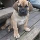 Boerboel Puppies for sale in Crown Point, IN 46307, USA. price: $2,000