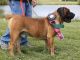 Boerboel Puppies for sale in Roy, UT, USA. price: NA