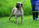 Boerboel Puppies for sale in Byram, MS, USA. price: NA