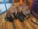 Boerboel Puppies for sale in Boulder, CO, USA. price: NA