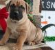 Boerboel Puppies for sale in Houston, TX, USA. price: $400
