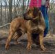 Boerboel Puppies for sale in Sidney, NY, USA. price: NA