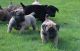 Boerboel Puppies for sale in Los Angeles, CA 90015, USA. price: $500
