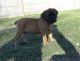 Boerboel Puppies for sale in East Lansing, MI 48823, USA. price: NA