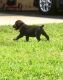 Boerboel Puppies for sale in Peoria, IL 61612, USA. price: $500