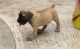 Boerboel Puppies for sale in Anderson, IN 46014, USA. price: $500