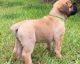 Boerboel Puppies for sale in 25301 Charleston Rd, Southside, WV 25187, USA. price: $500