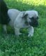 Boerboel Puppies for sale in Rochester, NY 14602, USA. price: $500