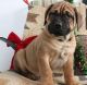 Boerboel Puppies for sale in Houston, TX, USA. price: NA