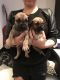 Boerboel Puppies for sale in Chicago, IL, USA. price: NA