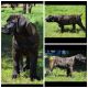 Boerboel Puppies for sale in Greenwood, AR 72936, USA. price: $2,300