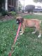Boerboel Puppies for sale in Youngstown, OH, USA. price: NA