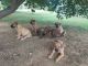 Boerboel Puppies for sale in Greenwood, AR 72936, USA. price: $1,000