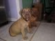 Boerboel Puppies for sale in Randallstown, MD, USA. price: $650