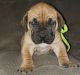Boerboel Puppies for sale in Arlington, VA, USA. price: NA