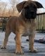 Boerboel Puppies for sale in Hartford, CT 06143, USA. price: NA