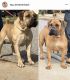 Boerboel Puppies for sale in St. Louis, MO, USA. price: NA