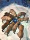 Boerboel Puppies for sale in St. Louis, MO, USA. price: NA
