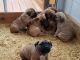 Boerboel Puppies for sale in Westlake, OH 44145, USA. price: NA