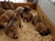 Boerboel Puppies