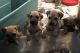 Boerboel Puppies for sale in Amherst, NY, USA. price: $1,000