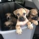 Boerboel Puppies for sale in Amherst, NY, USA. price: $2,000