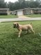 Boerboel Puppies for sale in St. Louis, MO, USA. price: $2,000
